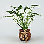 Xanadu Plant In A Resin Pot