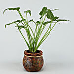 Xanadu Plant In A Resin Pot