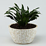 Dracaena Plant In White Ceramic Pot