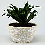 Dracaena Plant In White Ceramic Pot