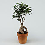 Ficus Bonsai In Terracotta Pot