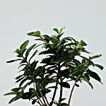 Ficus Bonsai In Terracotta Pot