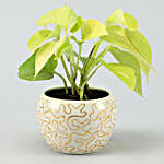 Golden Money Plant In Enamel Embroidery Metal Pot