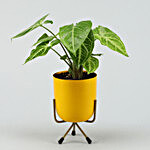 Syngonium Plant In Yellow Table Top Pot