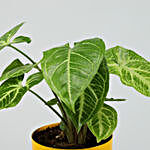 Syngonium Plant In Yellow Table Top Pot