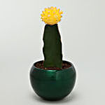 Yellow Moon Cactus In a Table Metal Pot