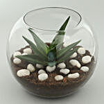 Mini Aloe Vera Plant Tarrerium