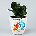 ZZ Plant In Handpainted Aquarius Pot
