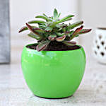 Aeonium Kiwi Plant In Green Metal Pot