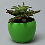 Aeonium Kiwi Plant In Green Metal Pot