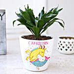 Dracaena Plant In Handpainted Capricorn Pot