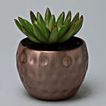 Echeveria Doris Plant In Hammered Metal Pot