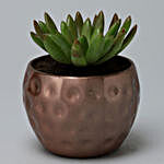 Echeveria Doris Plant In Hammered Metal Pot