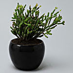 Euphorbia Sticks Plant In Black Metal Pot