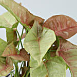 Pink Syngonium Plant In Happy New Year Glass Vase