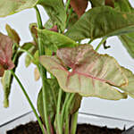 Pink Syngonium Plant In Happy New Year Glass Vase
