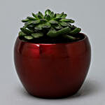 Sempervivum Plant In Red Table Top Metal Pot