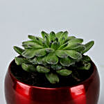 Sempervivum Plant In Red Table Top Metal Pot