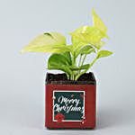 Money Plant With Merry Christmas Sticker