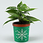 Oxycardium Green Air Purifying Plant