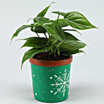 Oxycardium Green Air Purifying Plant