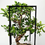 Ficus S Shaped Bonsai In Iron Stand