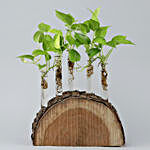 Five Money Plants In Wooden Log