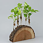 Five Money Plants In Wooden Log