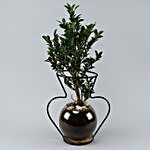Jamia Plant In Glass Vase