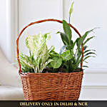 Peace Lily & More In Handle Basket
