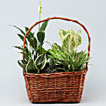 Peace Lily & More In Handle Basket