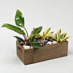 Sansevieria Golden & More In Wooden Tray