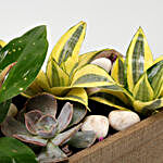 Sansevieria Golden & More In Wooden Tray