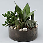 Sansevieria In Thali Vase