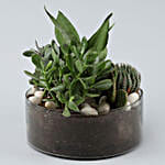 Sansevieria In Thali Vase