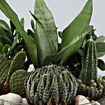 Sansevieria In Thali Vase