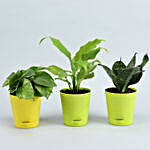 Set Of 3 Plants In Self Watering Pots