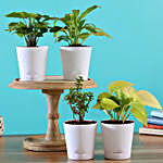 Set Of 4 Plants In White Self Watering Pots