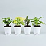 Set Of 4 Plants In White Self Watering Pots