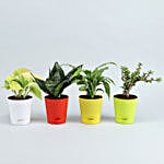 Set Of 4 Plants With Beautiful Self Watering Pots