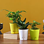 3 Air Purifying Plants In Self Watering Pots