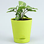 3 Air Purifying Plants In Self Watering Pots