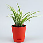 4 Air Purifying Plants In Red Self Watering Pots