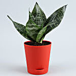 4 Air Purifying Plants In Red Self Watering Pots