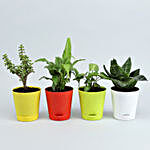 4 Plants In Multicoloured Self Watering Pots