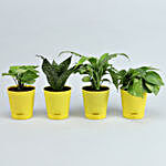 4 Plants Set With Yellow Self Watering Pots