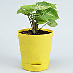 4 Plants Set With Yellow Self Watering Pots