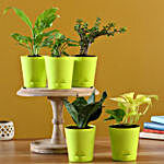 5 Air Purifying Plants With Self Watering Pots