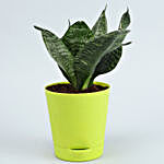 5 Air Purifying Plants With Self Watering Pots