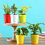 5 Best Airpurifying Plants With Self Watering Pots